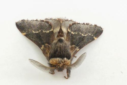Poecilocampa populi